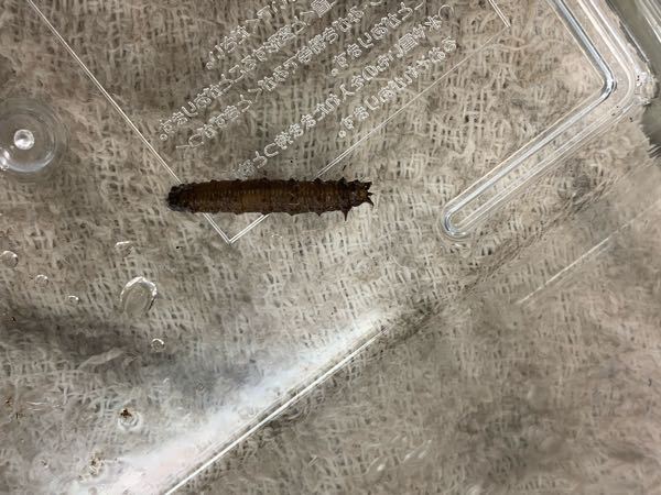 この虫はなんですか？？