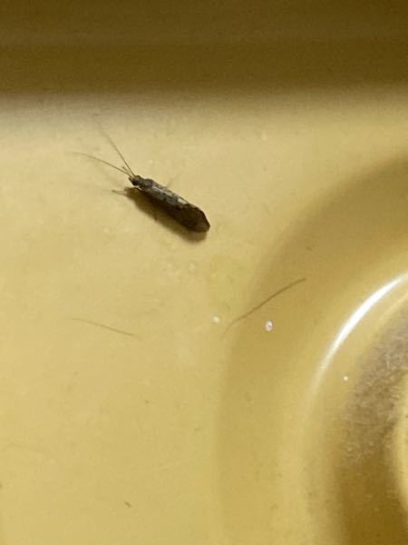 洗面所にいました。この虫はなんでしょうか？ 触覚がうにょうにょ動いていました。