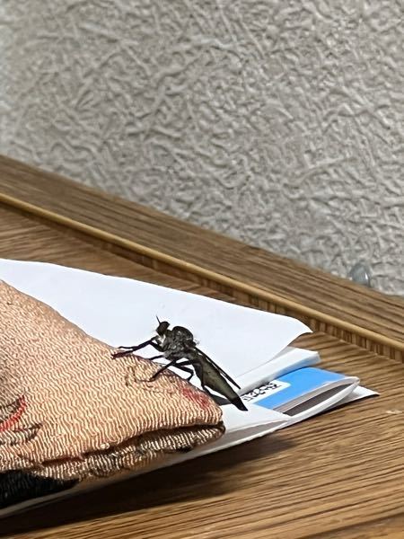 家にめちゃめちゃでかい蚊みたいな虫が出ました。なんて言う種類かわかる人いますか？こんなでかい蚊を見たのははじめてでした。