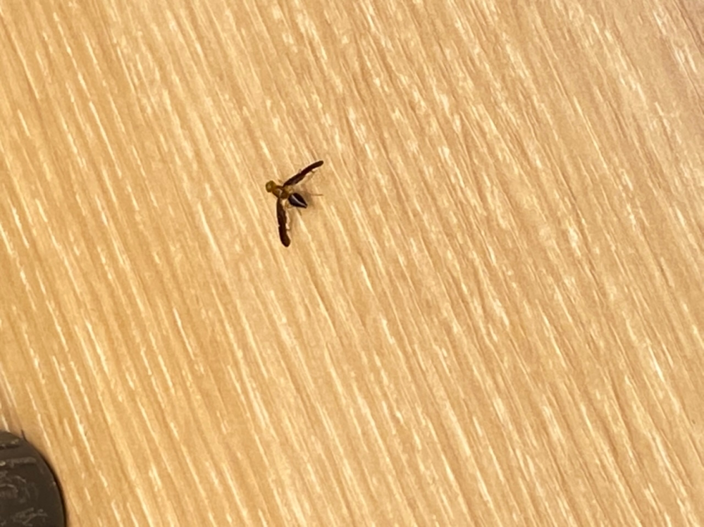 職場にこんな虫がいて、何虫だろって思って写真撮りました。 ずっと羽を広げて歩いていたのですが、これがなんだかわかる方いますか？？
