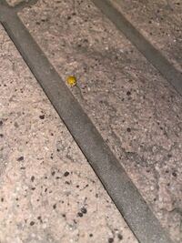 夜 ベランダでタバコを吸っていたら画像のような黄色いてんとう虫を見たので Yahoo 知恵袋