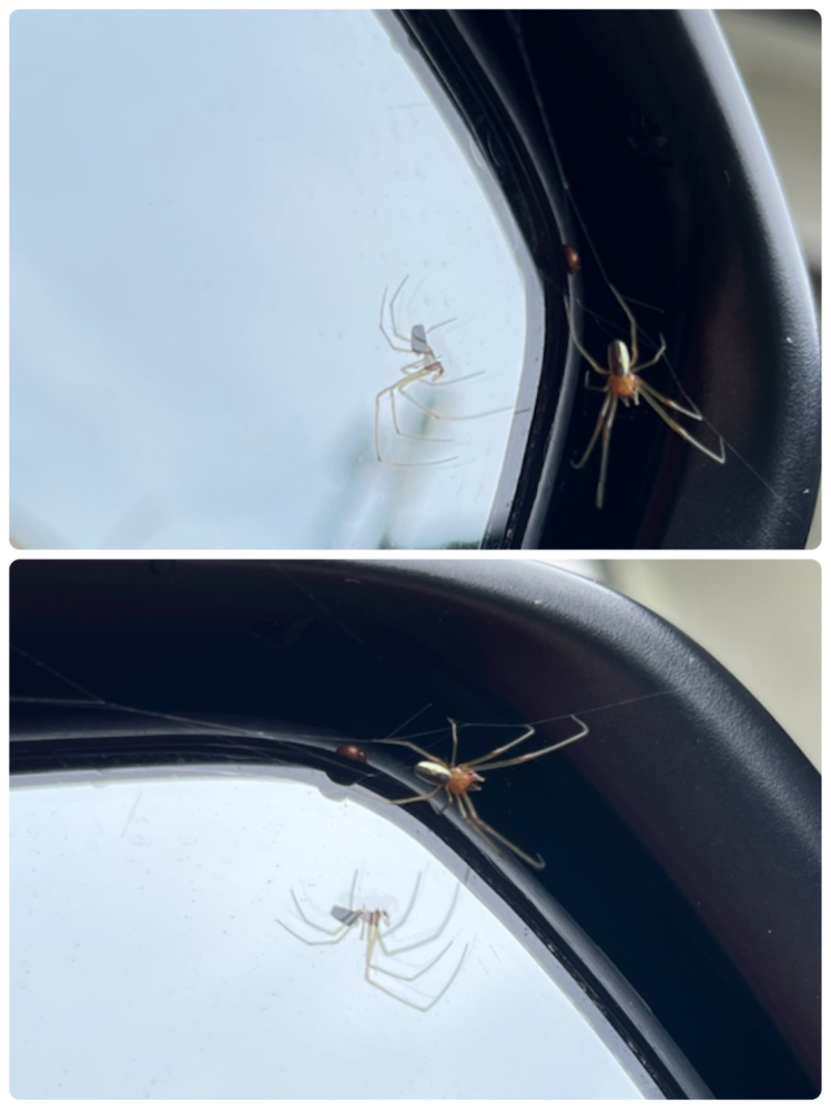 この蜘蛛はなんと言う蜘蛛ですか 今朝車のサイドミラーにいました Yahoo 知恵袋