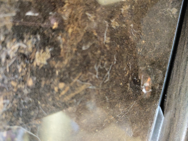 カブトムシの幼虫について質問させていただきます。 5月の中旬頃からカブトムシの幼虫を育てているのですが、今週3匹が立て続けに羽化しました。 （なぜ分かるかというと、壁側で繭部屋を作ったので見えました） ただ、一匹だけが脱いだ蛹の革の色が違う気がするのです。 写真だと見にくいのですが、茶色っぽい皮にオレンジのような線が見えます。 もしカブトムシじゃないとすればなんの生き物なのでしょうか？ わかりましたから教えてきただきたいです。 宜しくお願いいたします。