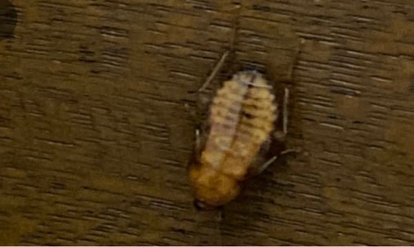 このゴキブリなんて種類ですか？ 壁にくっついてます