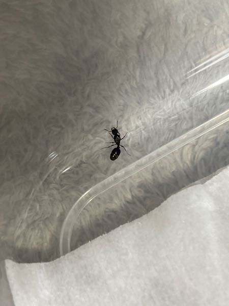 この蟻は、なんて種類の蟻ですか？