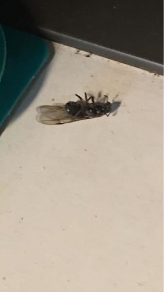 鮮明度が悪いですが、アリが出て来た為に置き薬を設備しましたら、シロアリかクロアリの様な羽蟻が5匹見つかりました。この写真は、どちらの蟻になるかお判りでしたらお知らせください。
