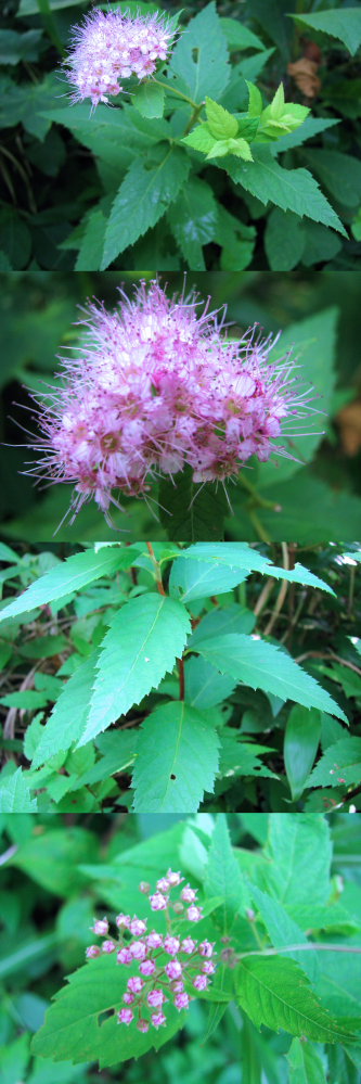 ６月の低山にあった植物です。 ピンクの毛と、小さな白っぽい花をまとめて付けています。 画像の一番下は花が開く前のつぼみです。 何というの名前の植物でしょうか？？