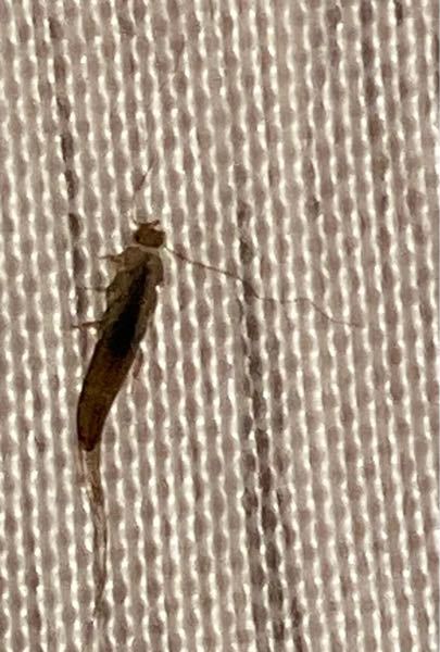 この虫の名前を教えてください。体をクネクネさせて、カーテンを登っていました。