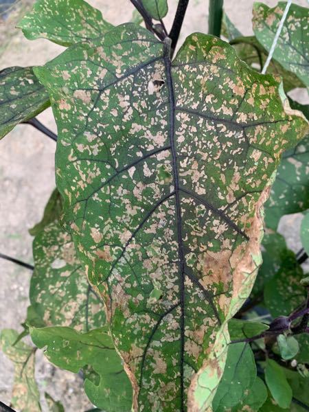 ナスの家庭菜園をしていますが、最近葉っぱに茶色い斑点が出てかなり広がって来ました。原因と対策を教えていただけないでしょうか？ 写真を添付します。 よろしくお願いします。