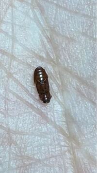 これは、何の虫でしょうか？ ゴキブリの赤ちゃんでしょうか？