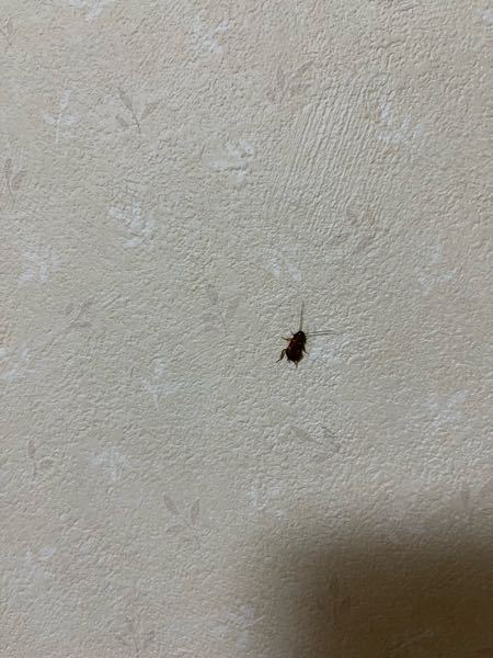 これなんの虫かわかる人いませんか？ ゴキブリの赤ちゃんとかじゃないですよね？