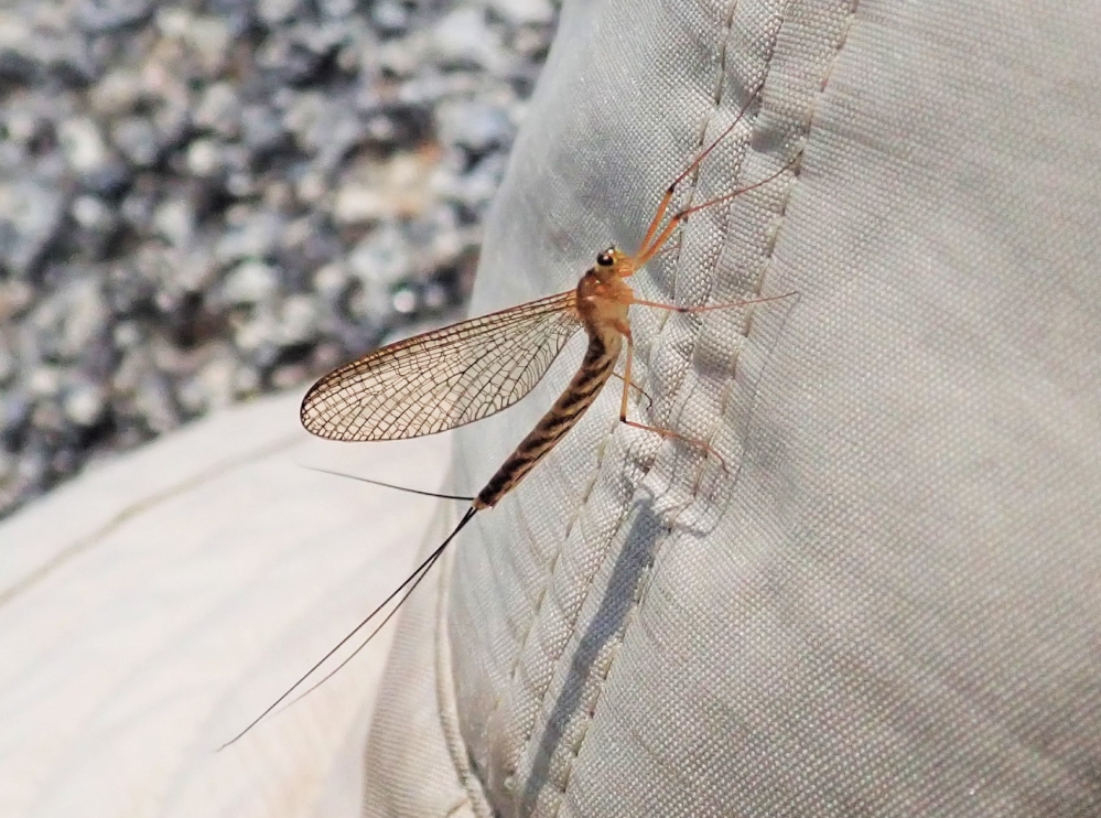 鈴鹿山系で見つけました。 この昆虫はなんでしょうか？