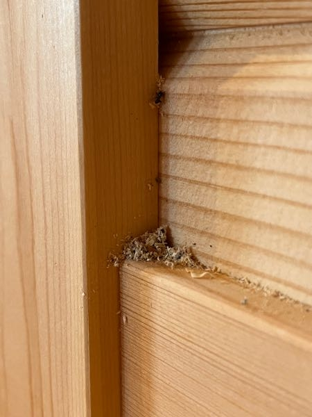 自宅の一階窓のサッシ縁に蟻が巣を⁈作っていました（木屑？ 蟻の糞らしい物が落ちていました）。その場は殺虫剤で処理しましたが30匹くらいいましたので後日心配で床下に入って基礎周り見た限り蟻道は無かったのですがアメリカカンザイシロアリなのでしょうか？ それとも殺虫剤で退治した蟻の見た目は黒い体調8ミリくらいの見た目は普通の蟻？ 普通蟻は木の中には巣を作りませんよね？ 自宅は千葉県南西部に有り築6年の木造平屋建ての輸入材の木の外壁、内装も木の総板張りです。 蟻道は無かったのでカンザイシロアリでは？と不安になりました。 死骸と木屑⁈の画像で判断していただきたく思います。