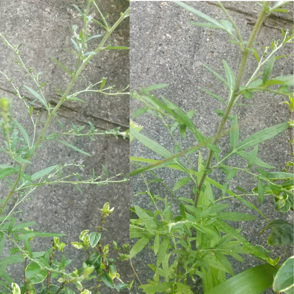 庭に生えている植物について葉っぱはヨモギのようにも見えますが Yahoo 知恵袋