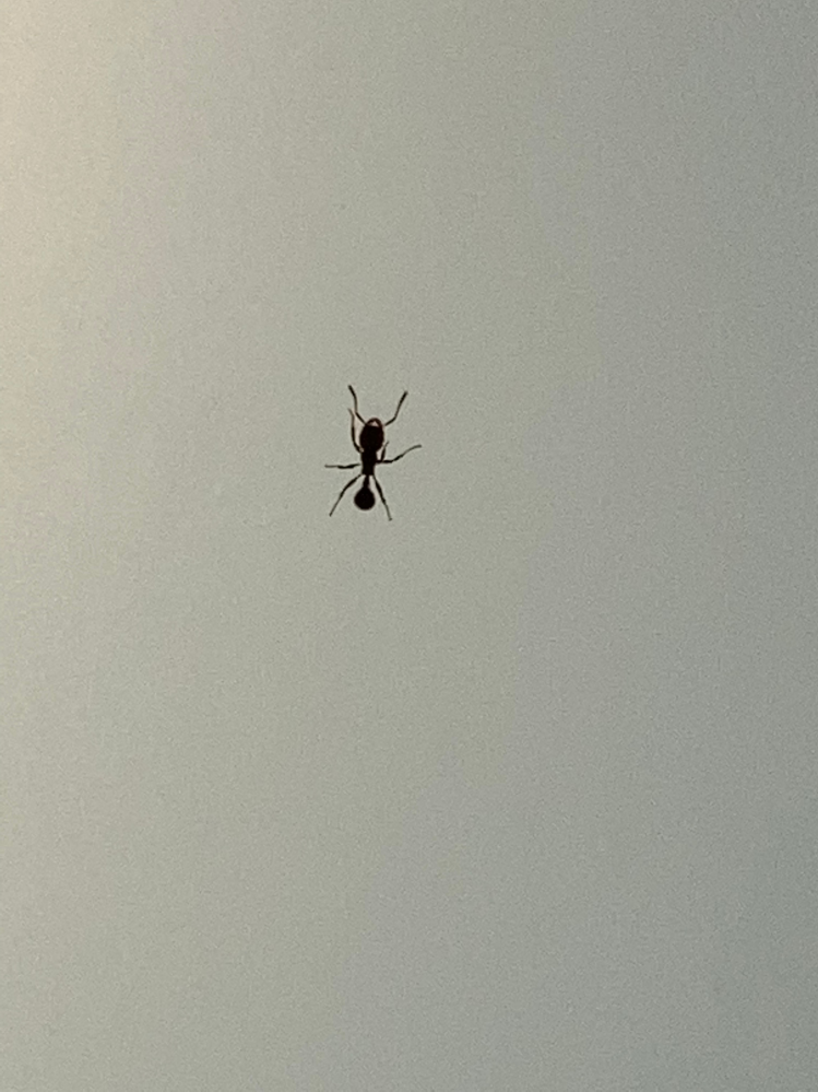 このアリの種類って何ですか?