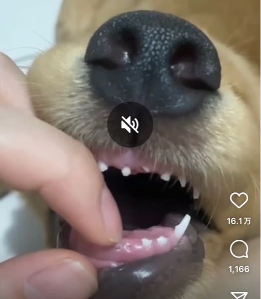 犬の歯がこんなに小さいのはなんでですか？子供の歯で生え変わるからこんなに小さくてグラグラしてるんですか？
