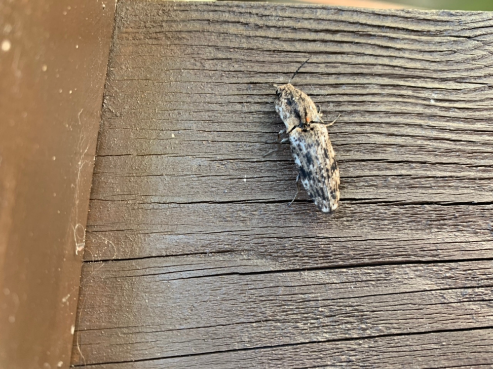 この虫は何ていう虫ですか？