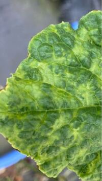 メロンの葉がおかしいです 嫌な予感しかしません もしかして あの病 Yahoo 知恵袋