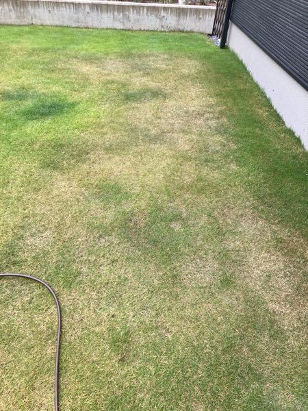 芝生歴2年目わからない事ばかりなので、 教えて下さい。 肥料巻き、芝刈りも週一回、2cmカットしています。 水やりは2日に一回程です。 ここ数日で、部分的に色が薄くなっている様な感じがします。 水不