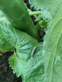 ベランダで育てているシソが幼虫に食われまくってる 写真はベニフキノメイガ Yahoo 知恵袋