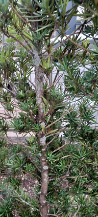 ラカンマキにカビのようなものが 原因を教えて下さい 地衣類のウメノ Yahoo 知恵袋