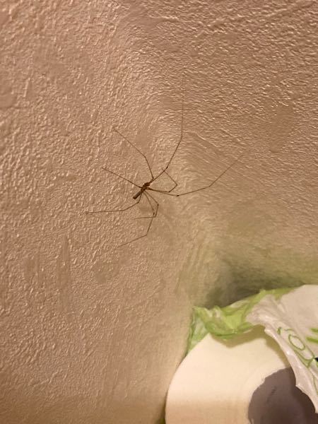 この虫はなんですか？ トイレにいて、飛びません。