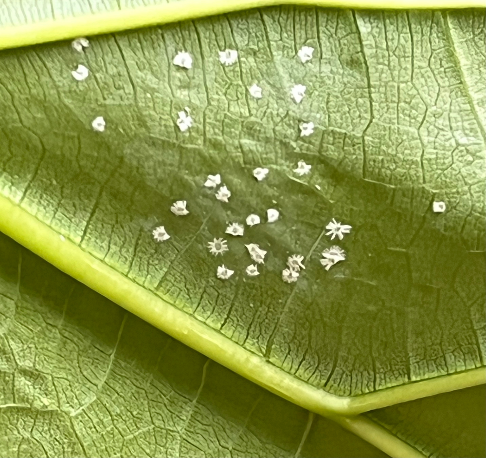 ウンベラータ の葉の裏に、画像のような白いものが付着しています。 触ると粉のような感じ。 カビなのか、何かの卵なのでしょうか？