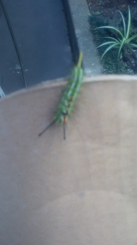 この虫はなんでしょうか 幼虫 家の中にある ゴールドクレストの植木 Yahoo 知恵袋