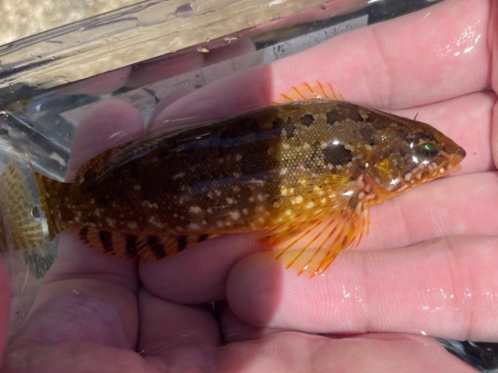 7/2に兵庫県豊岡市の竹野浜海水浴場で捕まえました。この魚の名前を知りたいのですがどなたかわかりますでしょうか？