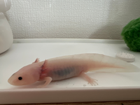 10センチのウーパールーパーについて２ヶ月程前から4センチくら Yahoo 知恵袋