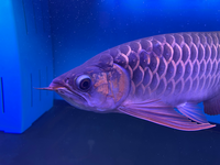 ポリプテルスデルヘッジの稚魚が全く餌を食べないんです餌を食べてほしいんですけ Yahoo 知恵袋
