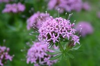 クルマバソウの仲間でしょうか 購入した時に クルマバソ Yahoo 知恵袋