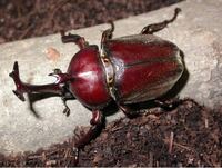 カブトムシって今からでも獲れますかね 正確には明日から 一週間バナ Yahoo 知恵袋