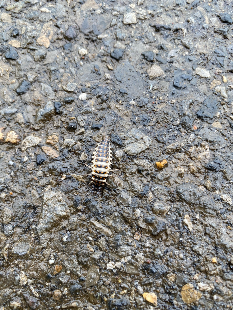 これは何という虫でしょうか。