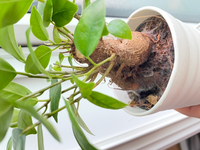 観葉植物育ててらっしゃる方教えてください 先日ガジュマルを購入したのです Yahoo 知恵袋