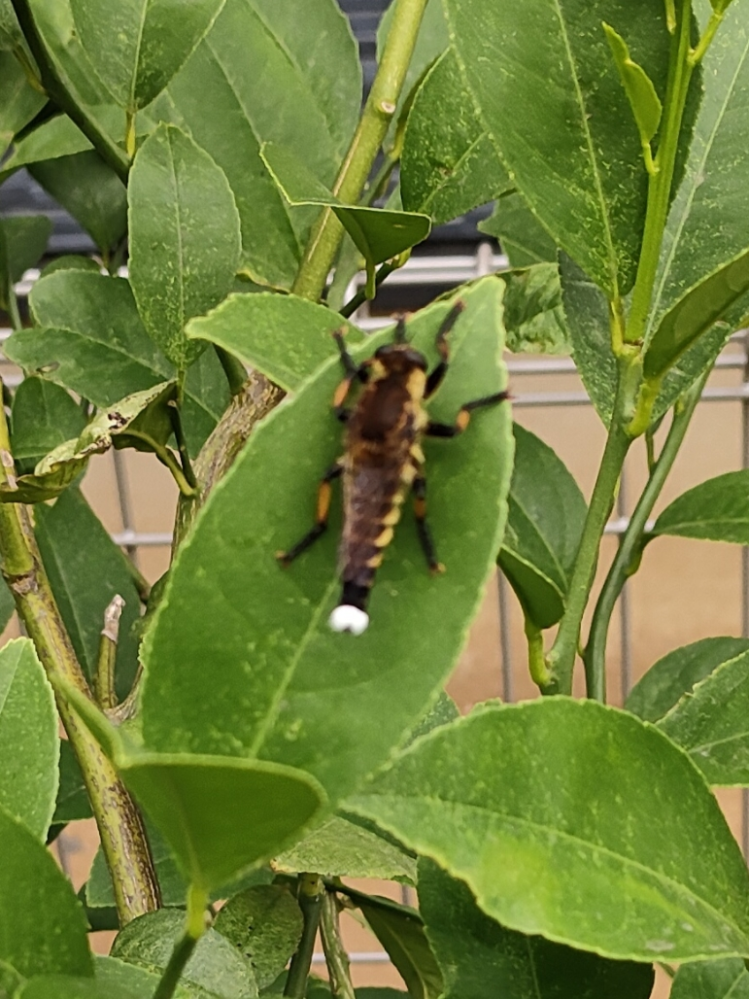 この虫の名前を教えてください。 レモンの木についてます。 宜しくお願いいたします。