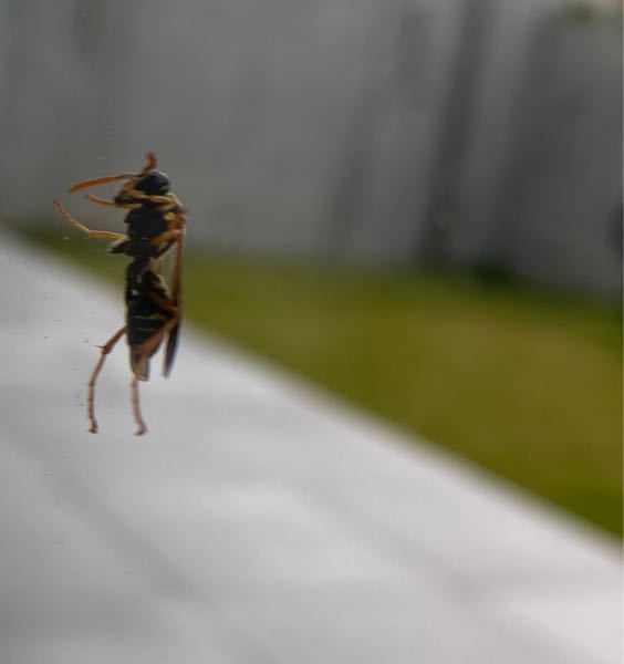 この虫は、蜂でしょうか？蟻でしょうか？ 今、目の前のガラスにとまっていて、離れません、、。 また、名前がお分かりになる方いらしたら、教えてください。よろしくお願いいたします。
