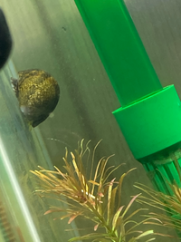 この貝はカバクチカノコガイでしょうか それとも石巻貝ですか ショップでカ Yahoo 知恵袋