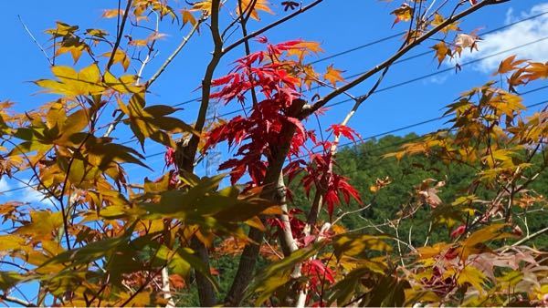 先日、紅葉の剪定をしてもらいました！ 日がよく当たる様になり、 枝から直接紅葉の葉っぱ が、 でてきました！ けっこう密集して、 しかもいろが、全然ちがいます、 これは、何故でしょうか？