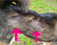 至急犬の脱毛犬の毛が部分的に薄くなっています 多分昨日念入りに Yahoo 知恵袋