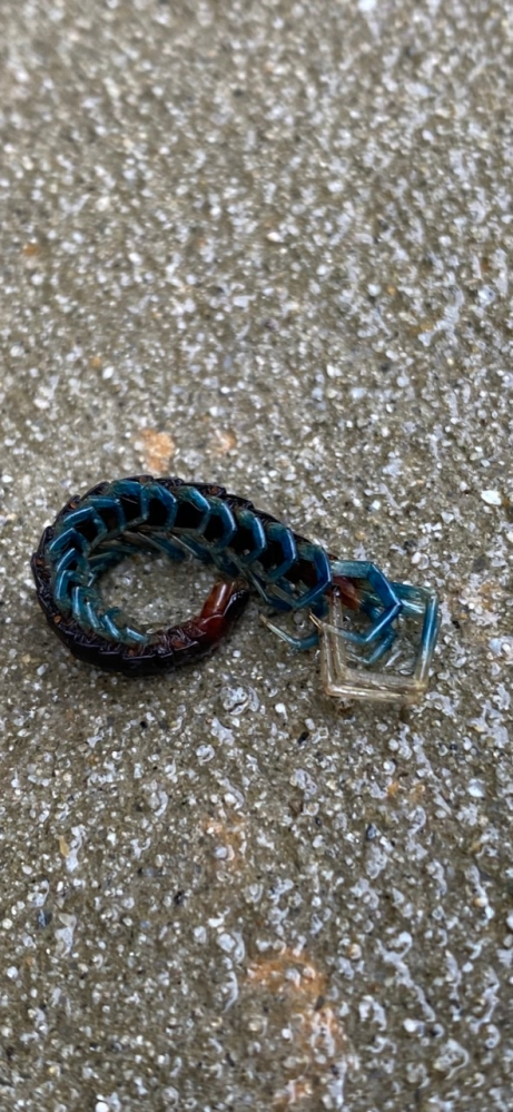 家の近くに青い足のムカデの死骸がありました。 このムカデの種類が分かる方教えて下さい！