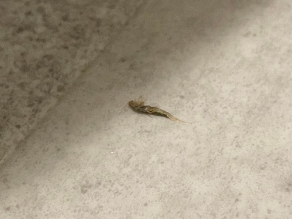 こちらの虫は何という虫でしょうか？ スプレーしてから裏返った状態で撮影しています。 走りが少し早かったです！ たしか1cmくらいの長さでした！
