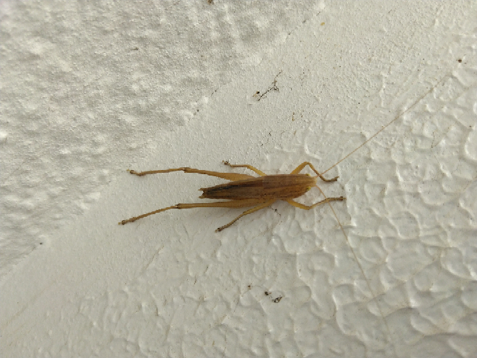 教え下さい。今朝、家の壁に足の長い虫がいました。 虫の名前分かりますか？
