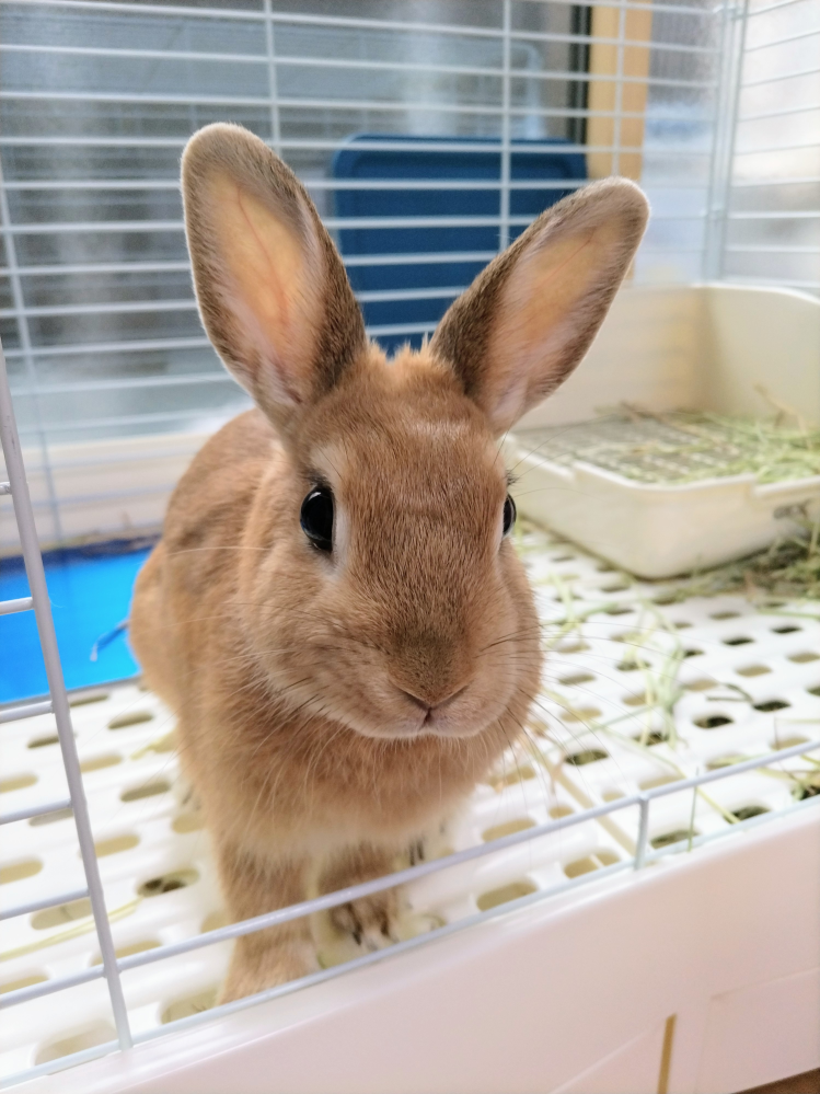 半年前にペットショップでネザーランドドワーフで購入しましたが Yahoo 知恵袋