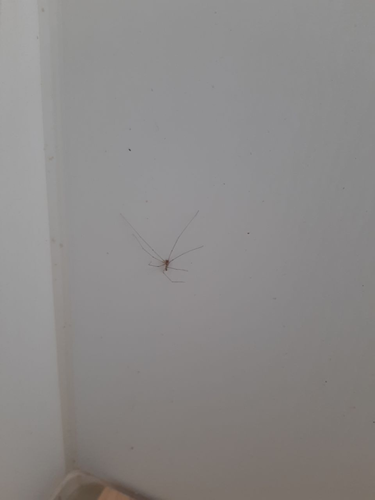 この蜘蛛はなんでしょう？お風呂場に出ています。お願いします。