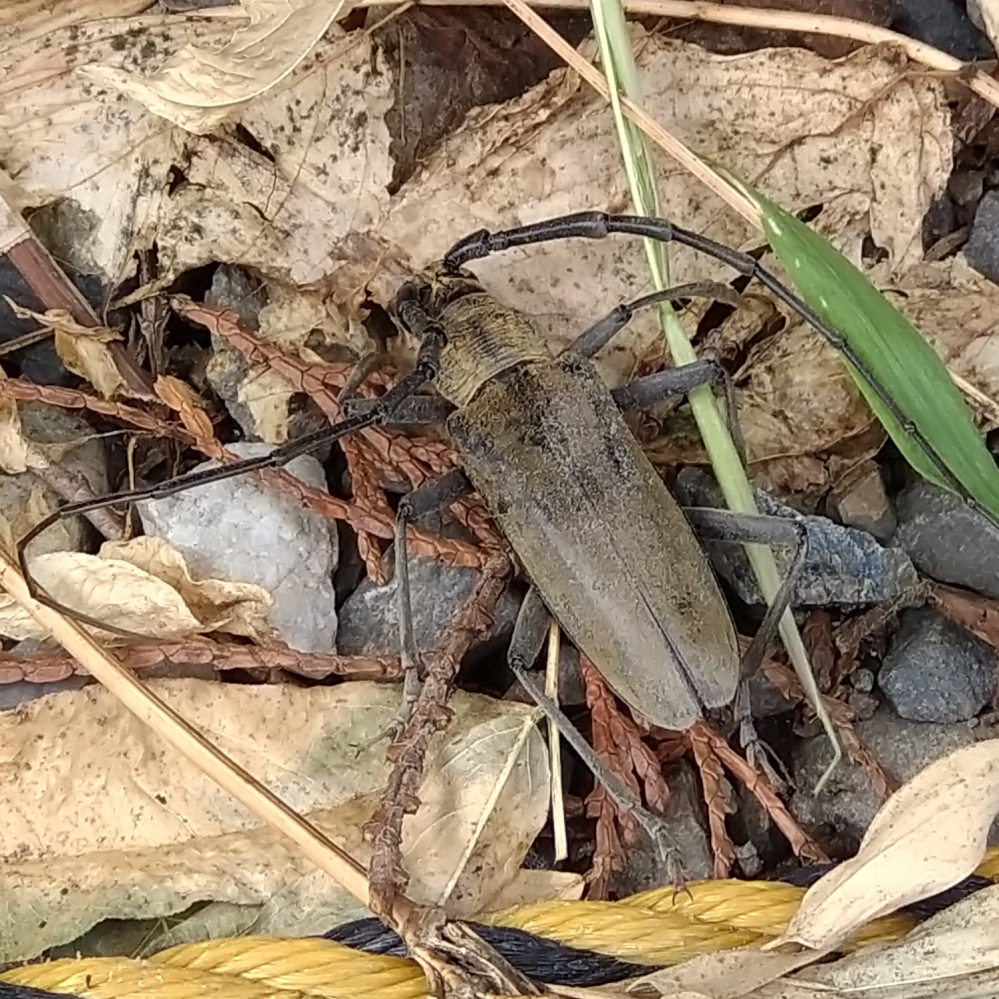 この虫はカミキリムシでしょうか 日本最大級のカミキリムシミヤマカミ Yahoo 知恵袋