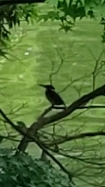 公園の池にいた鳥です。 シルエットだけですがなんの鳥かおわかりになる方教えて下さい。