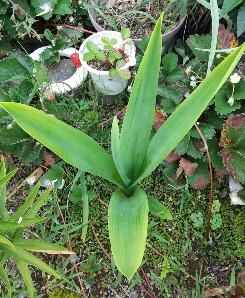 オーニソガラムアラビカムを植えたのですが どこに植えたのか忘れ Yahoo 知恵袋