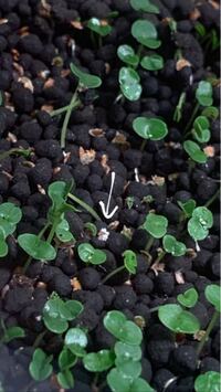 水草の種を植えて4日目ですが一向に発芽しません 先に植えていた Yahoo 知恵袋
