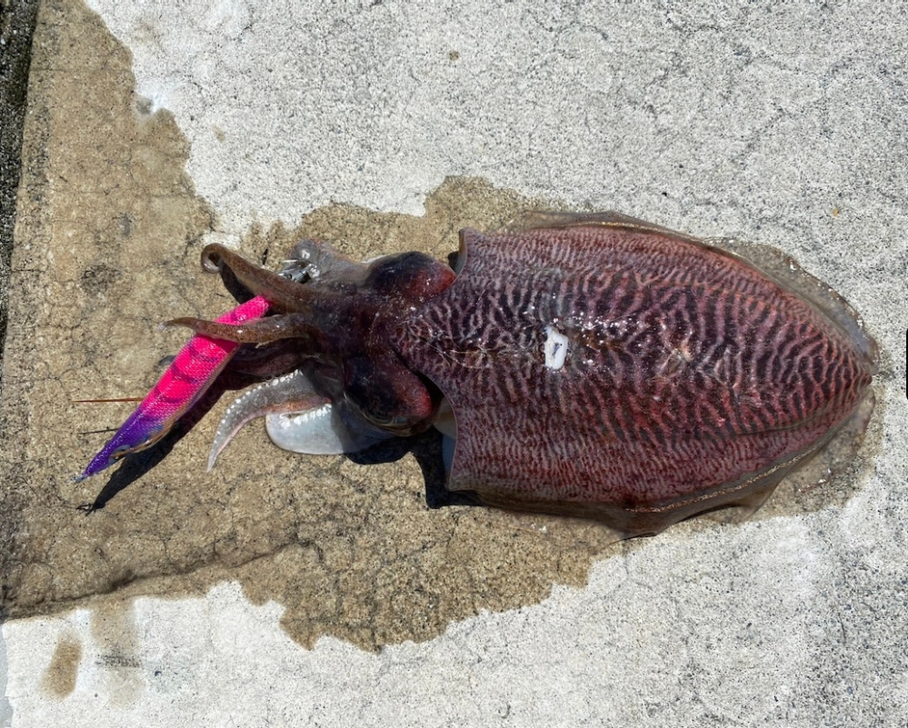 これはモンゴウイカですか 甲イカですか 7 6に防波堤より釣り Yahoo 知恵袋